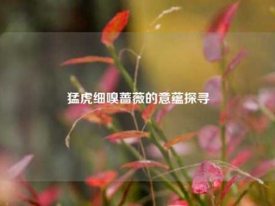 猛虎细嗅蔷薇的意蕴探寻