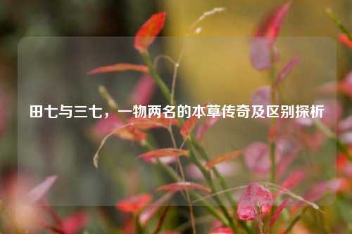 田七与三七,一物两名的本草传奇及区别探析